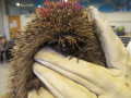 2023_11_28-Igel-zu-Besuch-09