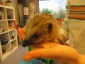 2023_11_28-Igel-zu-Besuch-17