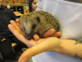 2023_11_28-Igel-zu-Besuch-34