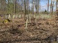 2024_03_21-Baeume-pflanzen-3-50