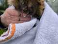 2024_05_08-Landau-Igel-Freischneider-1