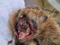 2024_05_08-Landau-Igel-Freischneider-2