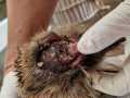 2024_05_08-Landau-Igel-Freischneider-5