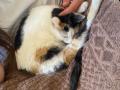 2024_05_15-Alsfeld-Behinderte-Katzen-besuchen-1