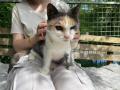 2024_05_15-Alsfeld-Behinderte-Katzen-besuchen-2