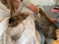 2024_05_15-Alsfeld-Behinderte-Katzen-besuchen-3
