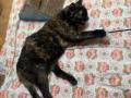 2024_05_15-Alsfeld-Behinderte-Katzen-besuchen-4