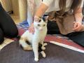 2024_05_15-Alsfeld-Behinderte-Katzen-besuchen-5