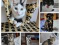 2024_05_29-Alsfeld-Patenkatzen-Taschen-04