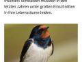 2024_05_29-NaKiTi-Schwalbenkaesten-04