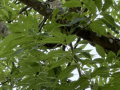 2024_06_11-Kandel-Vogel-IGS-2
