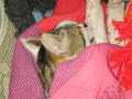 2024_07_07-Bellheim-Kater-Moritz-2