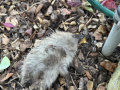 2024_08_07-Herxheim-Igel-tot-1