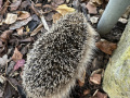 2024_08_07-Herxheim-Igel-tot-2
