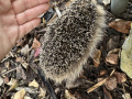 2024_08_07-Herxheim-Igel-tot-3