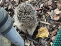 2024_08_07-Herxheim-Igel-tot-4