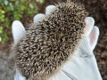 2024_08_07-Herxheim-Igel-tot-5