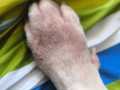 2024_08_11-Landau-Hund-Boss-02