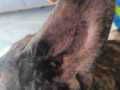 2024_08_11-Landau-Hund-Boss-03