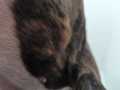 2024_08_11-Landau-Hund-Boss-04