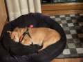 2025_01_31-Mela-Hund-Emma-fuer-Mama-2