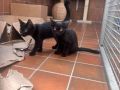 2025_07_19-Ettenheim-Kinder-Katzen-3