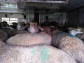 2202_10_07-Tiertransport-Schafe-IGS-06