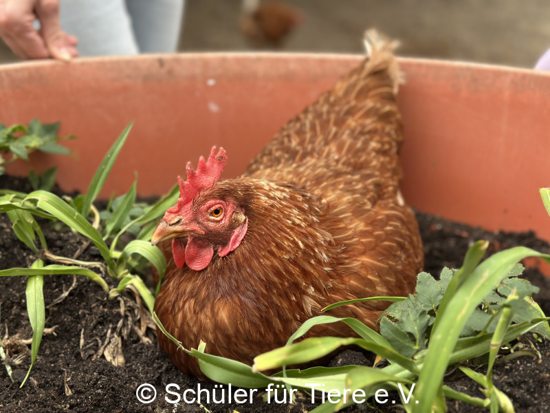 3.-Tierschutztage-Herbstferien-2026-27