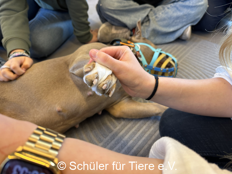 3.-Tierschutztage-Herbstferien-2026-45