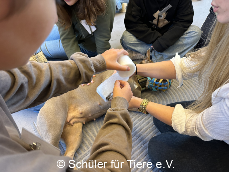 3.-Tierschutztage-Herbstferien-2026-46