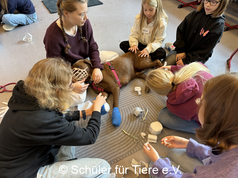 3.-Tierschutztage-Herbstferien-2026-49