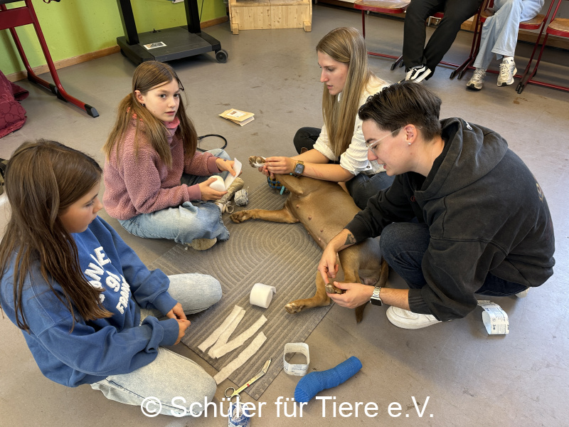 3.-Tierschutztage-Herbstferien-2026-50