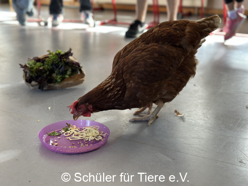 3.-Tierschutztage-Herbstferien-2026-55