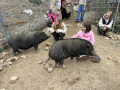 3.-Tierschutztage-Herbstferien-2026-22