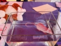 2020_02_29-KIKA-Tierversuche-52