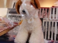 2020_02_29-KIKA-Tierversuche-55