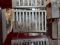 2020_02_29-KIKA-Tierversuche-59